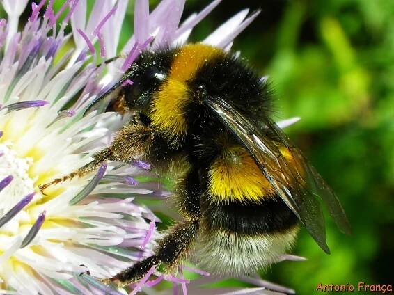 Obrázek - Bombus magnus (čmelák větší) | BioLib.cz