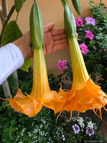 Durmanovec - pěstování (Brugmansia)