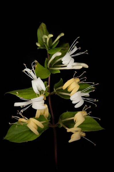 Flowers of the Pandemic
