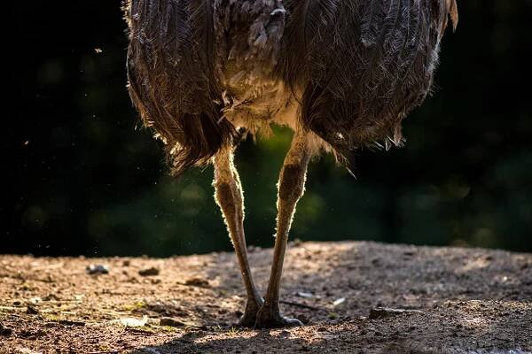 nandu Darwinův – Zoo Liberec