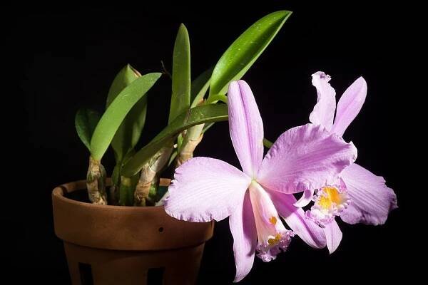 Cattleya jongheana