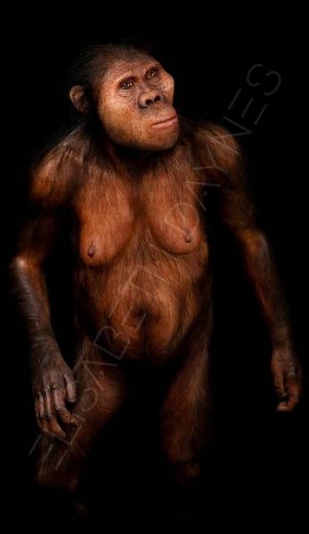 AUSTRALOPITHECUS AFRICANUS – Mrs Ples