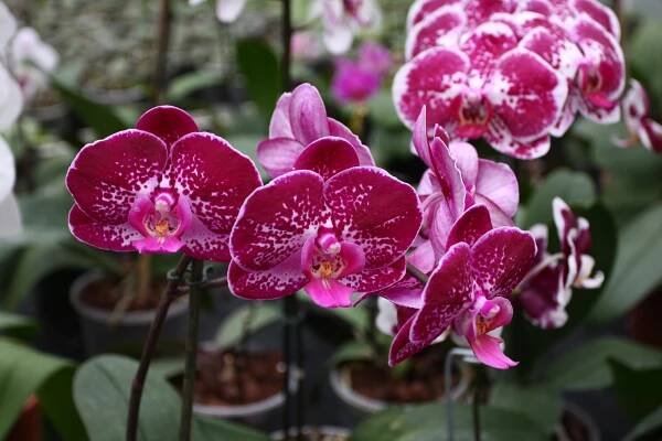 Orchideje - Botanická zahrada a arboretum