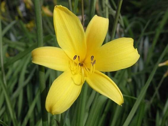 Soubor:Hemerocallis thunbergii 034.jpg – Wikipedie