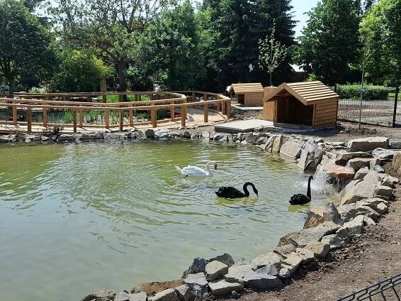 V jezírkách nové expozice vyškovské zoo se zabydlely i černé labutě. Podívejte