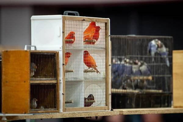 OBRAZEM: Chovatelská vášeň aneb Davové šílenství na fauna trzích