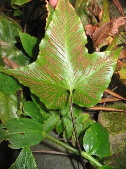 Soubor:Asplenium hemionitis (Sori).jpg – Wikipedie