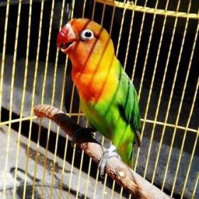 Papoušci hrdličky (55 fotografií): charakteristiky hrdliček Fisherových a růžových tváří. Jak zkrotit? Recenze vlastníků