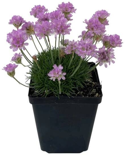 Royal Lemkes Trávnička přímořská (Armeria maritima) "Splendens" růžový pr. 17 cm nakoupit u OBI