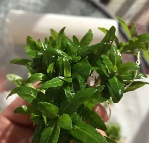 Staurogyne Repens Care Guide – Planting, Growing, and Propagation in tank 2