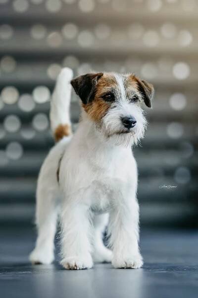 Vrh "CH"/Litter "CH" 5.4.2025 :: White Star Bohemia