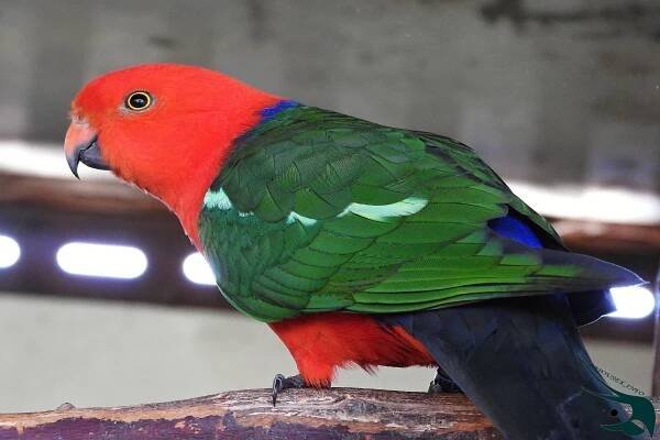 papousek_kralovsky_king_parrot29_12_2020_56