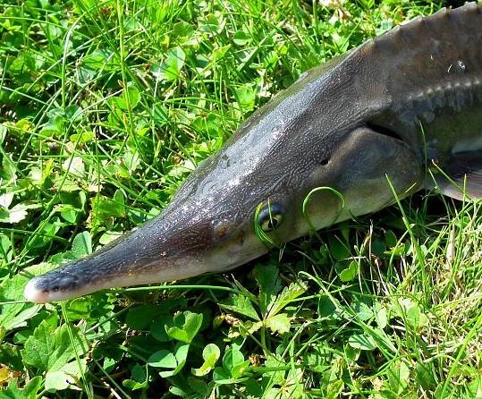 MONSTRUM Z LABE: Tenhle gigant měřil 3 metry! Aneb největší ryba ulovená v českých zemích