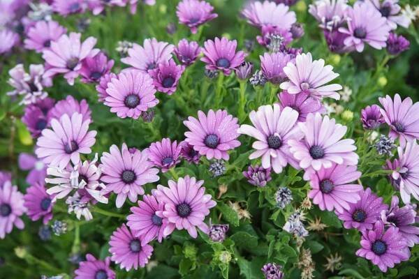 Dvoutv�rka (Osteospermum)