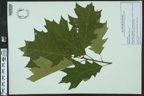 Quercus rubra - Species Page - APA: Alabama Plant Atlas 