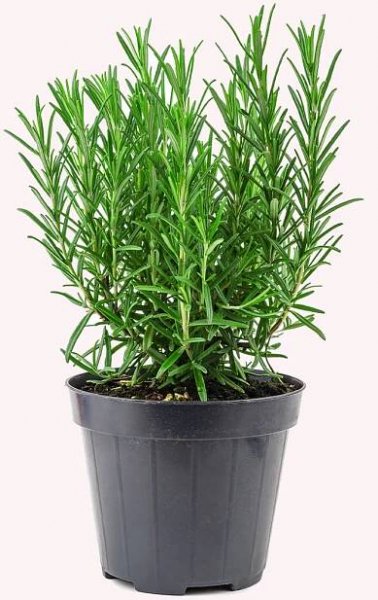 Tuscan Blue Rosemary in a 6" pot.