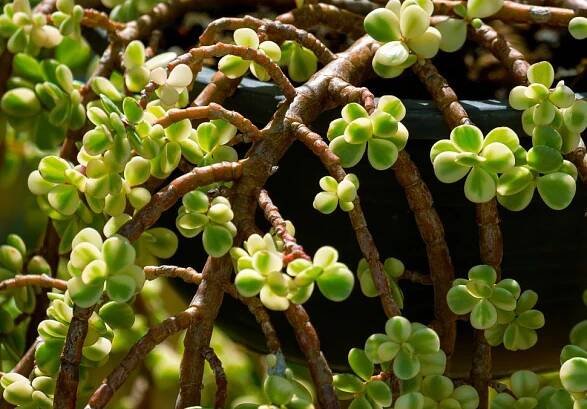 Portulakarie africká, převisle rostoucí taxon (Zdroj: Shutterstock)