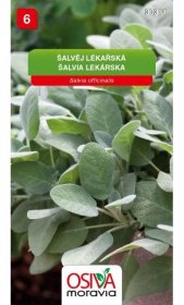 Semínka Šalvěj lékařská (Salvia officinalis) koupit v OBI