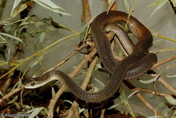 Obrázek - Dispholidus typus (bojga africká) | BioLib.cz