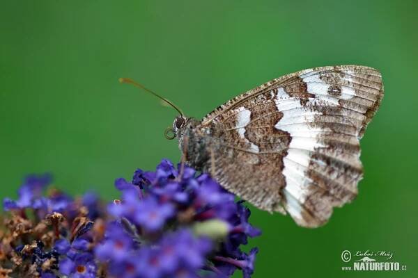 Okáč voňavkový | Naturfoto.cz