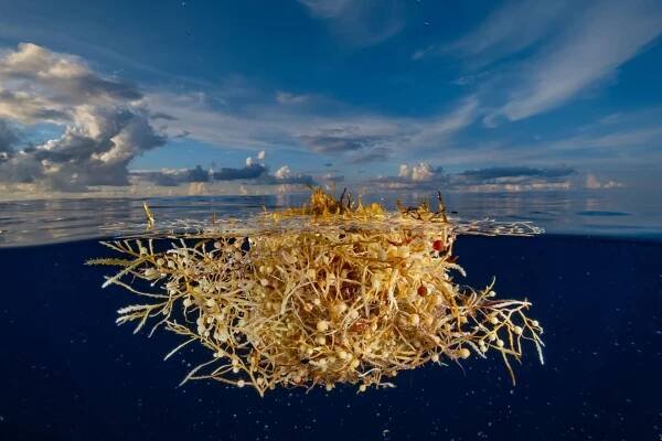 Sargasso Sea in the water