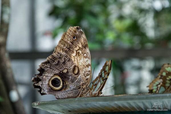 Derek Torrence - Butterfly World