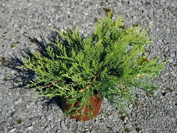 Jalovec chvojka 'Rockery Gem' - Juniperus sabina 'Rockery Gem'