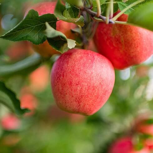 Martin’s Family Fruit Farm — Martin’s Apple Lovers Club