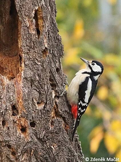Dendrocopos major - strakapoud velký | Picidae - datlovití | Natura Bohemica