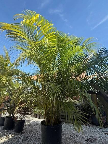 Premium Plant Materials | Landscape Supply | Wesley Chapel, FL 