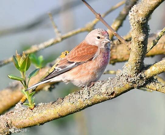 Konopka obecná | Naturfoto.cz