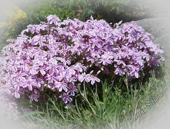 Phlox subulata 'Candy Stripe'