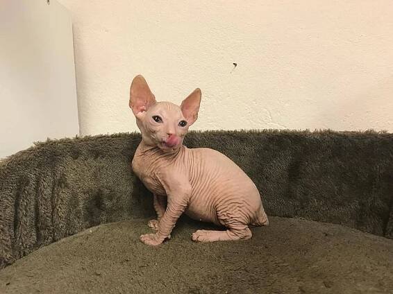 Don Sphynx koťata s PP k prodeji - Celá ČR, Prodám | ChovZvířat.cz