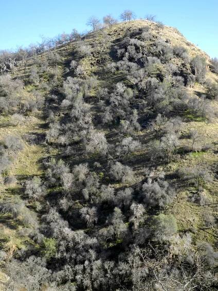 Dick Estel's Foothill and Mountain Plant Photos