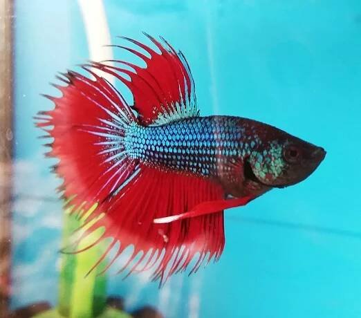 Odchov Betta
