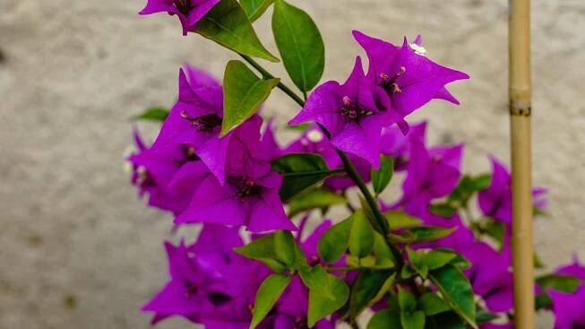 Bugenvilea (Bougainvillea)