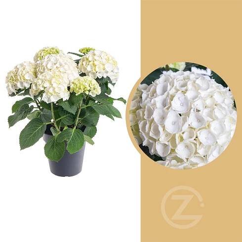 Hortenzie velkolistá, Hydrangea macrophylla, bílá, skladem
