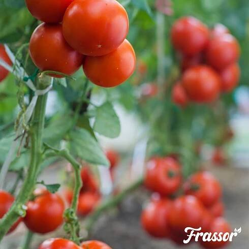 Frassor Hmyz Frass (10 kg – pro 100 m2) - Organifer