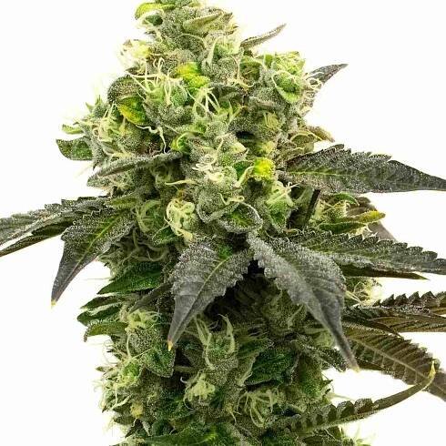 Gorilla Glue #4 Feminized Cannabis Seeds