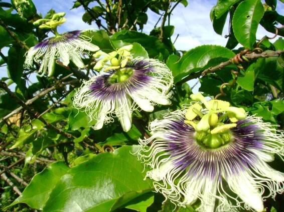 Passiflora edulis