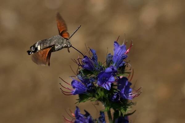 dlouhozobka svízelová (Macroglossum stellatarum)