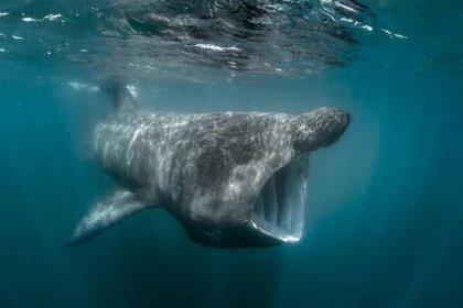 Basking shark guide: how big they are, what they eat, and why they're endangered