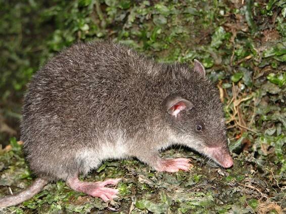 Paucituberculata