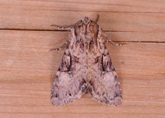 Blashford Lakes CP - BRITISH NATURE GUIDE