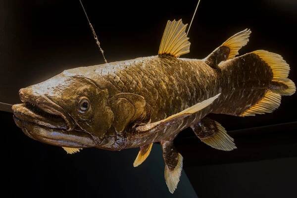 “Living Fossil” Just Shattered 70 Years of Evolutionary Assumptions