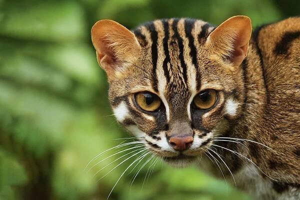 Wildlife in the Philippines - Fun In The Philippines