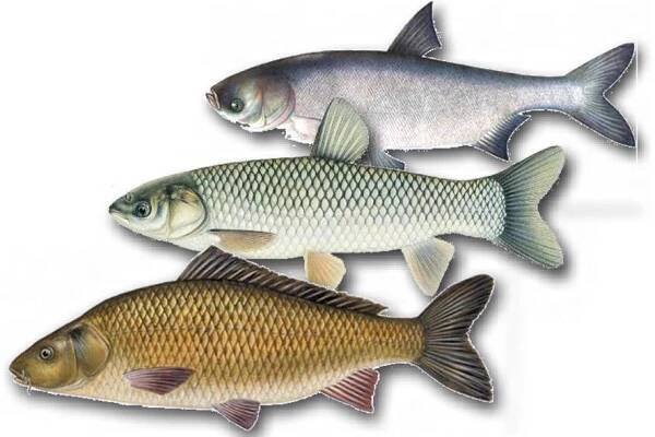 Seznam ryb patřících do rodiny Carp, jejich popisy a odrůdy