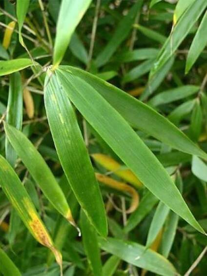 Bambus 'Pingwu' - Fargesia robusta 'Pingwu'