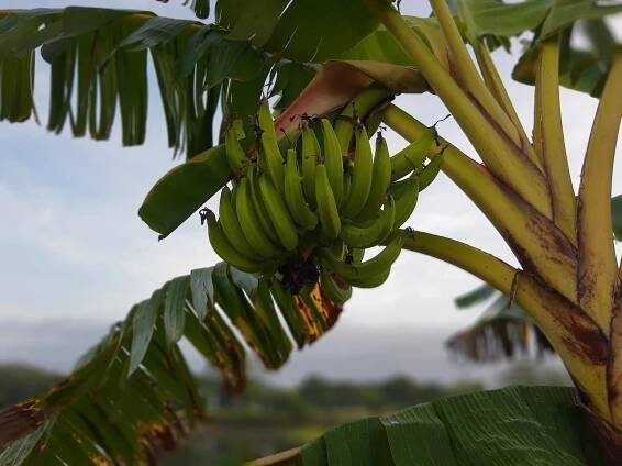 Banánovník (Musa Paradisiana) - VMD drogerie a parfumerie