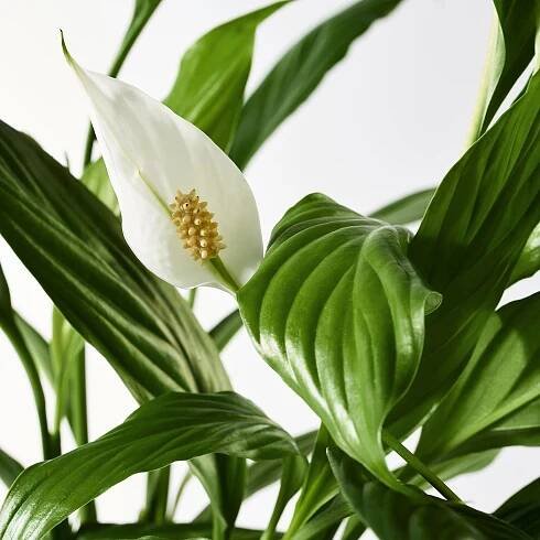 SPATHIPHYLLUM Rostlina - Toulcovka 12 cm